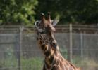 Zoos Zoos